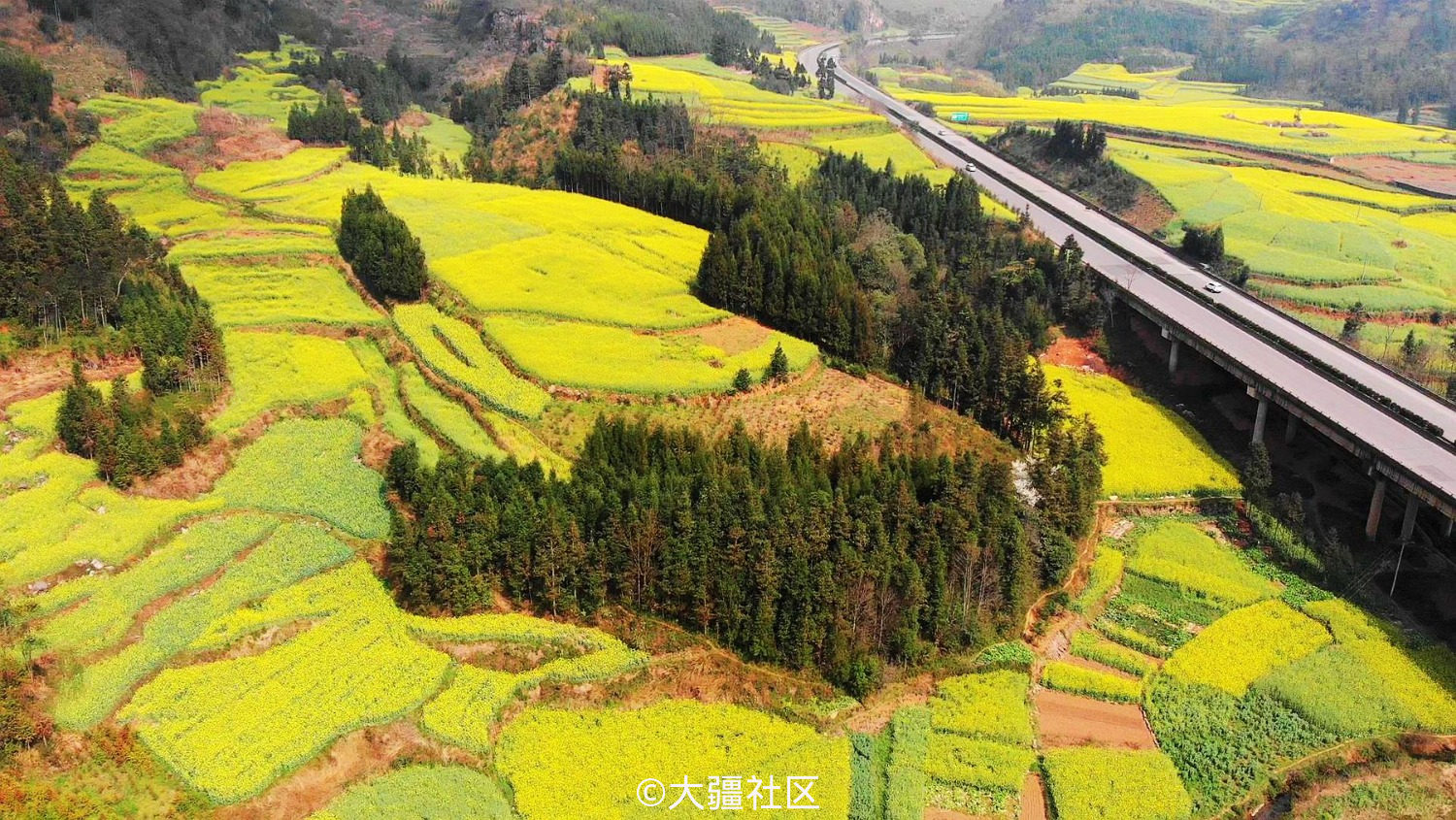 羅平漫山遍野的———油菜花